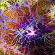STARBURSTS